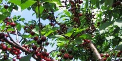 Sveobuhvatna njega trešanja za veliku berbu